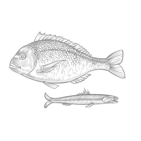 comprar-pescado-fresco-online